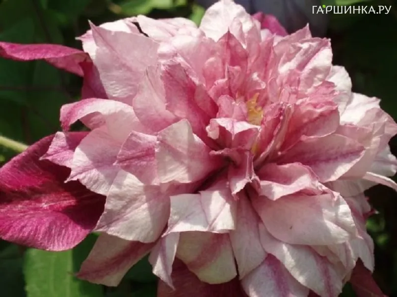 Клематис крупноцветковый Патрисия Энн Фретвелл (2)